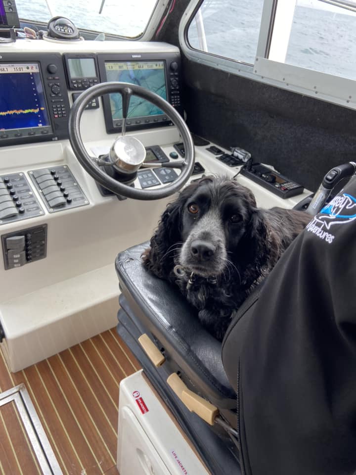 Odyssey Sea Adventures, Milford Haven